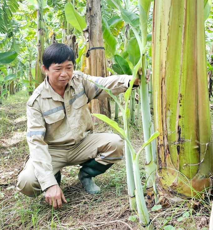 Ông Bùi Minh Đức, một trong số những thành viên Hợp tác xã dịch vụ nông nghiệp Quỳnh Lâm, khá giả nhờ trồng chuối. Ảnh: Hoàng Anh. 