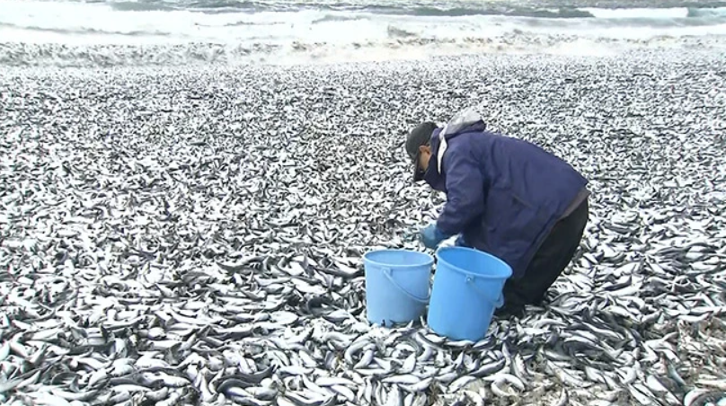 Một người dân thu nhặt cá chết tại bờ biển thành phố Hakodate, đảo Hokkaido ngày 7-12 - Ảnh: ĐÀI TRUYỀN HÌNH HOKKAIDO