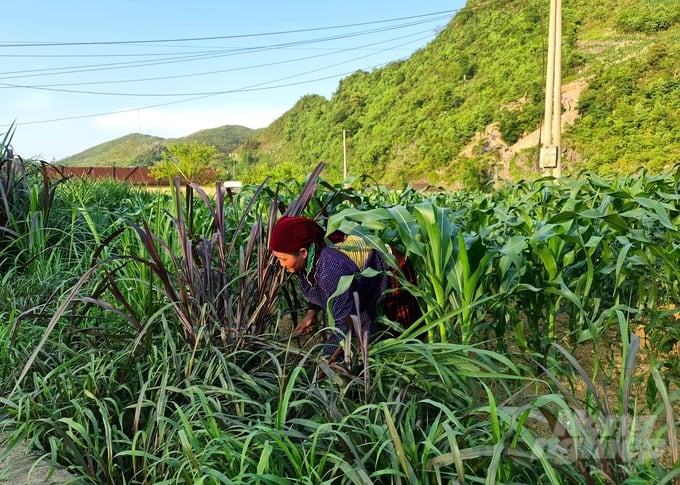 Các hộ dân chủ động trồng cỏ, ngô dày để tích trữ thức ăn cho đàn gia súc trong ngày đông giá rét. Ảnh: Đào Thanh.