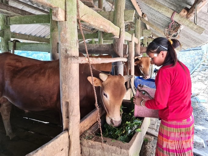 Mùa đông về, phòng chống đói rét cho đàn gia súc được ngành chức năng và người chăn nuôi Hà Giang đặc biệt quan tâm. Ảnh: Đào Thanh.