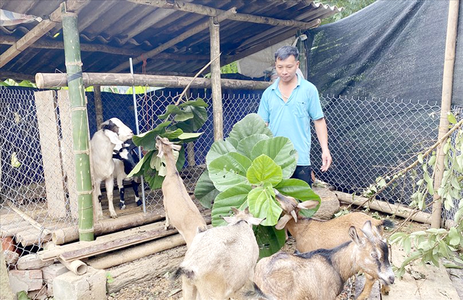 Người dân thôn Đà Non, xã Thanh Vận, huyện Chợ Mới được hỗ trợ dê giống để phát triển chăn nuôi
