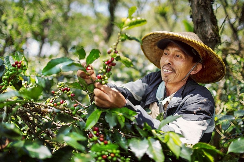 Tận dụng EVFTA để xuất khẩu cà phê sang Bắc Âu: Giải pháp nào để thực thi Quy định chống phá rừng?