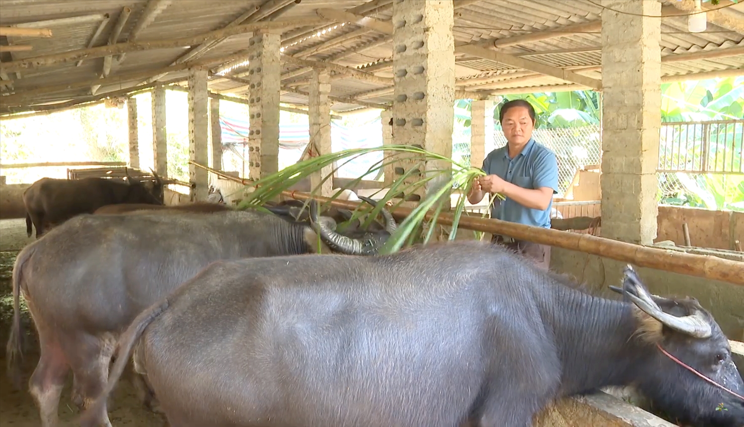 Mô hình chăn nuôi trâu ở huyện Văn Quan phát huy hiệu quả